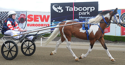 Zilco Pony Trot Harness